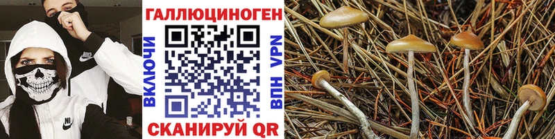 Галлюциногенные грибы Psilocybine cubensis  Купить закладки  Комсомольск 